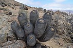 Copiapoa cinerea columna-alba melanohystrix PV2783 Caleta Ballena to Las Maderas GPS214 Peru_Chile 2014_1787.jpg